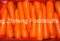 Fresh Carrot with Competetive Price