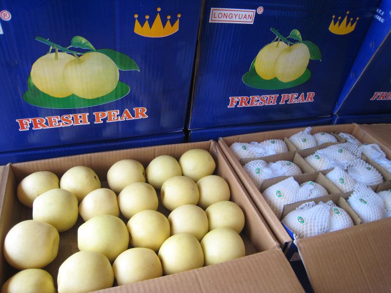 Chinese Golden Pear/Crown Pear Good Quality and Price