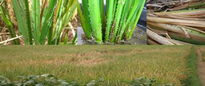 Pullet 50% Pymetrozine for Rice Planthopper