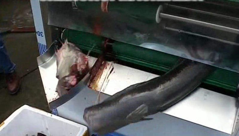 Fish Head Cutting Machine Fish Head Removing Machine