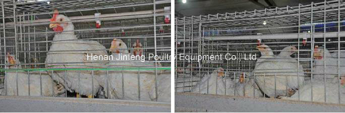 Automatic Poultry Broiler Birds Cage for Farm