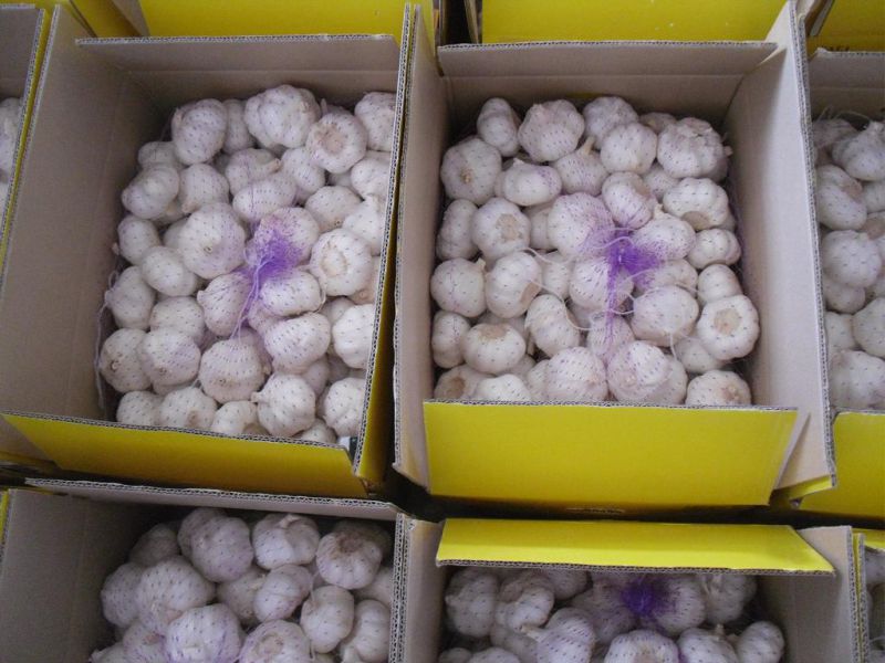 New Crop Fresh Chinese Pure White Garlic (5.0cm, 5.5cm, 6.0cm)