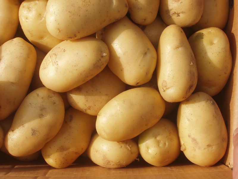 Fresh Potato New Harvest with Carton Packing