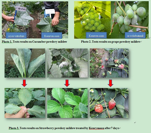 Kenrymoon-Organic Fungicide for Powdery Mildew