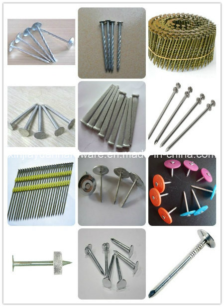 Polished and Galvanized Common Iron Nail