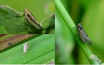 Pullet 50% Pymetrozine for Rice Planthopper