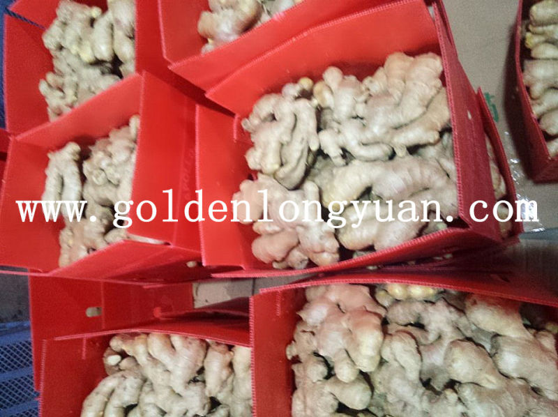 New Crop Whole Air Dry Ginger