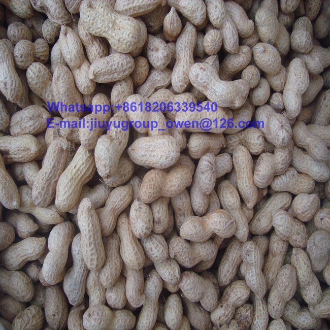 Washed Virginia Raw Groundnut in Shell 11/13