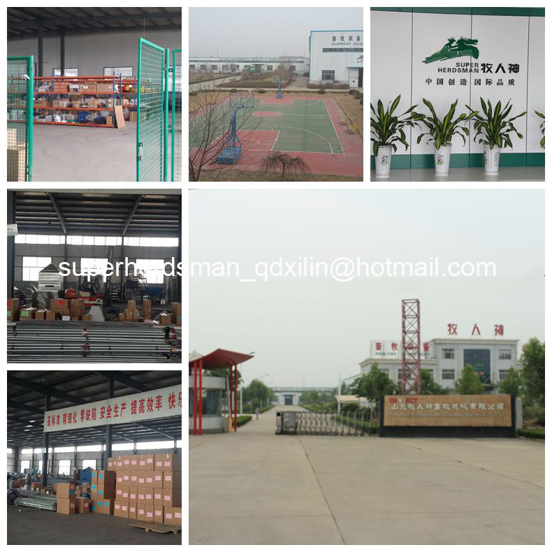 Automatic Chicken Cage System Poultry Farm Equipment