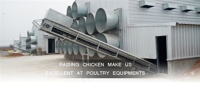 PP Belt Type Chicken Manure System for H Type Poultry Equipment