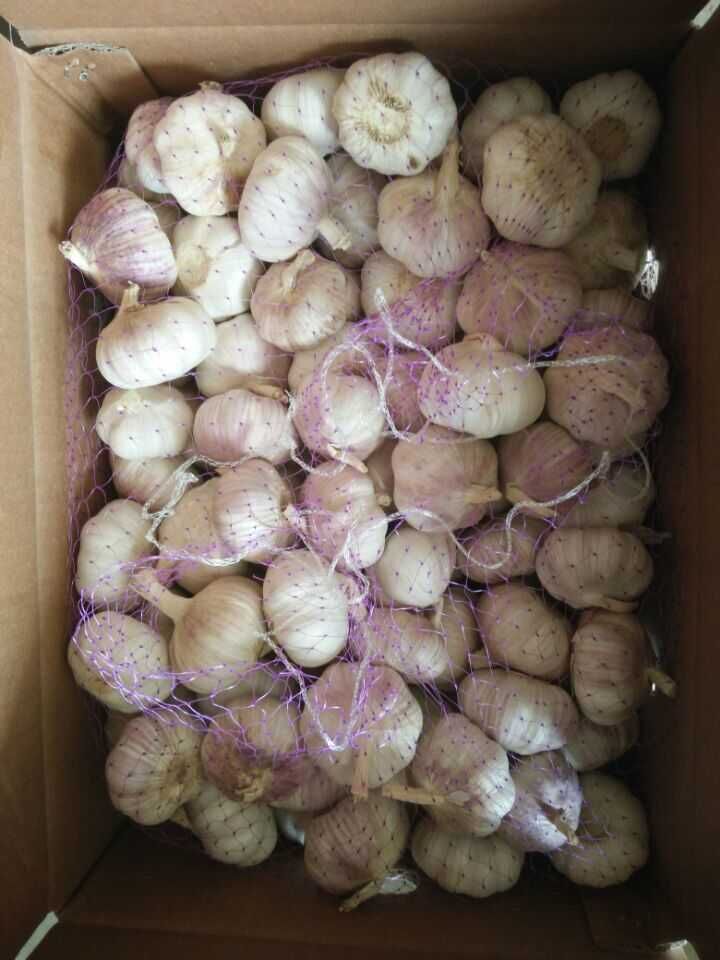 New Crop Fresh Normal White Garlic (5.0cm)