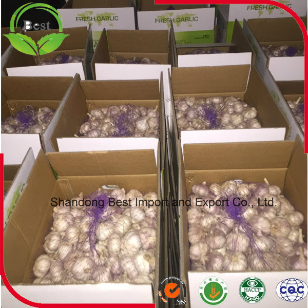 10kg Carton Normal White Garlic for Sale