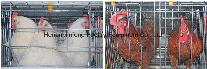 a Type Automatic Chicken Equipment Frame Cage for Farm Use (JFLS0621)