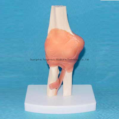 Desk Type Model Human Left Elbow Joint Anatomical Model