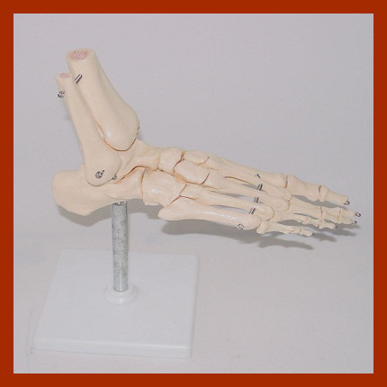 Life-Size Foot Skeleton Model, Anatomical Foot Model