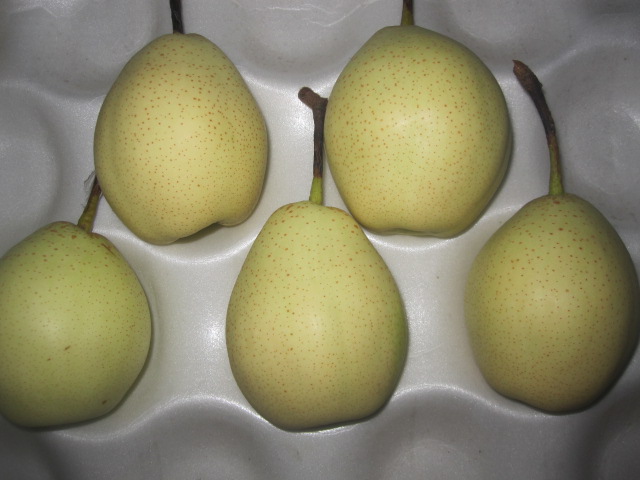 Export Standard Chinese New Crop Crown Pear