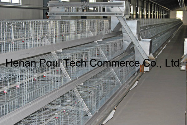 New Frame Hot Sale Chicken Cage