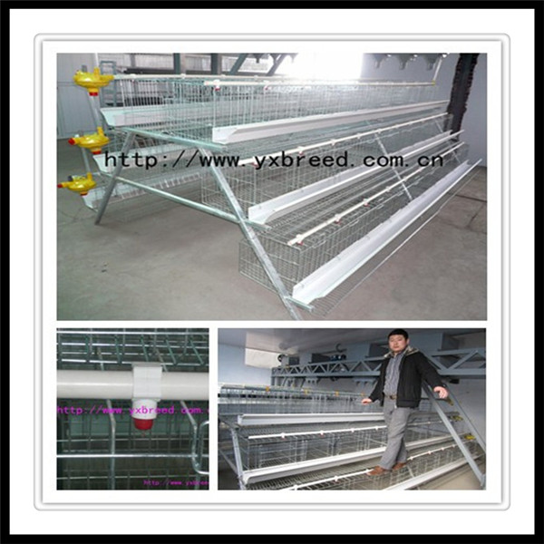 Layer Chicken Cage for Chicken Farm (A4L120)