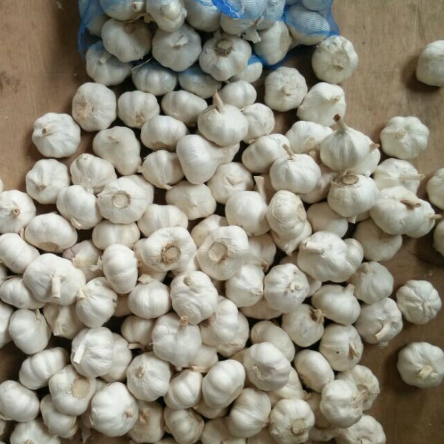 New Crop Chinese Fresh White Garlic in Jinxiang