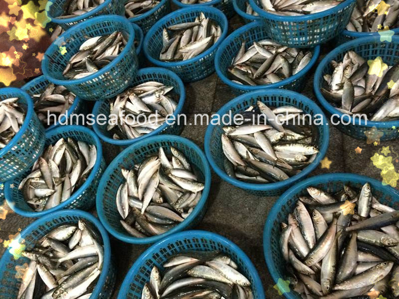 Frozen Seafood Sardine Fish for Market (Sardinella aurita)