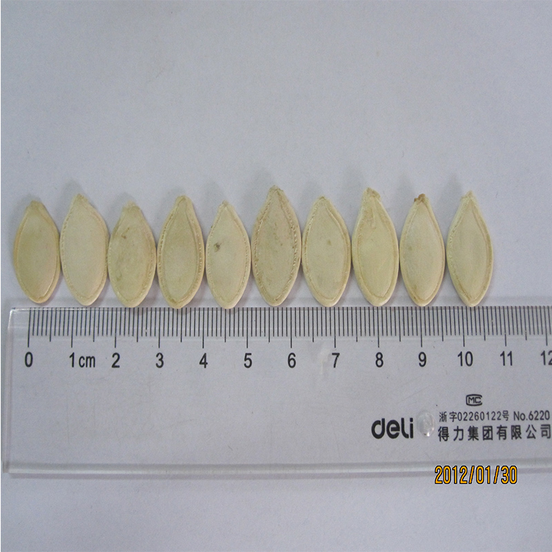 Chinese New Crop Snow White Pumpkin Seeds Factory