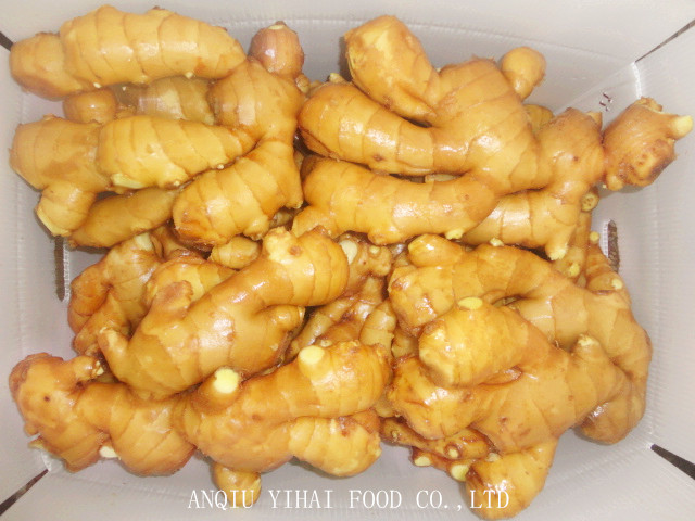 Good Quality Fresh Ginger in Anqiu China