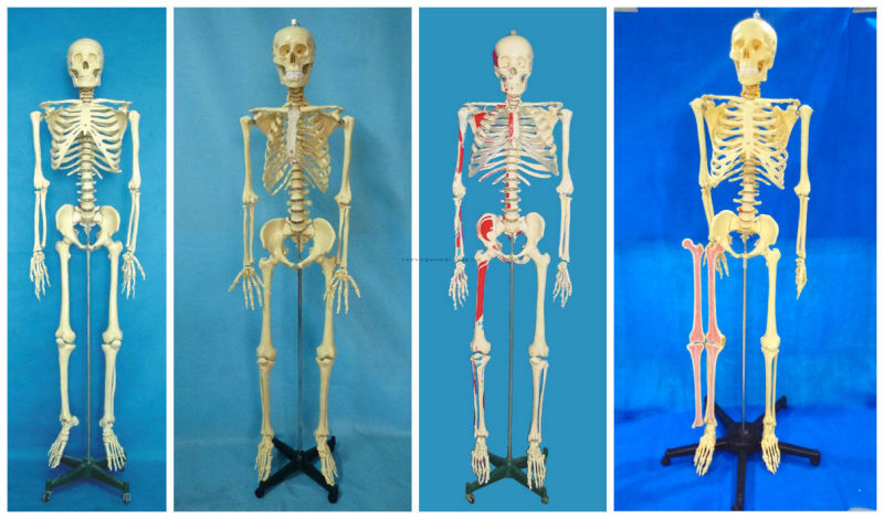 170 Cm Medical Human Skeleton Model with Painted Muscle & Ligament