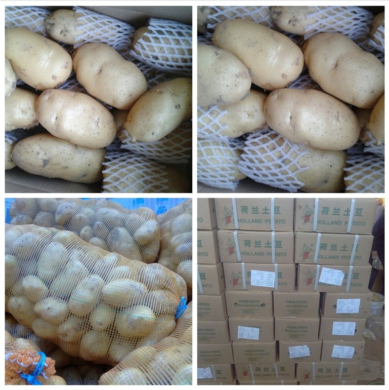 Exporting Standard Quality Fresh Holland Potato From China