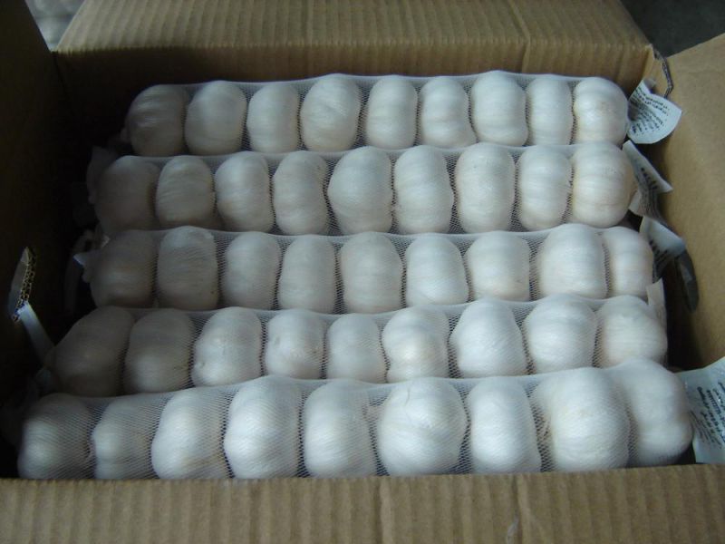 2015 New Crop Chinese Fresh Garlic