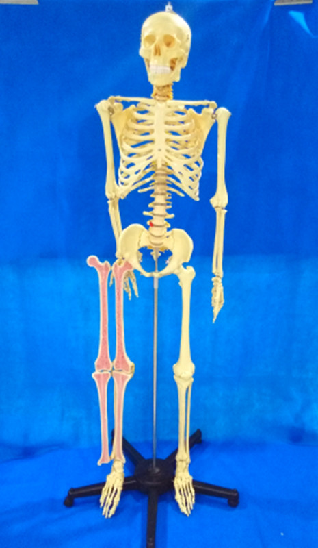 168cm Human Skeletal System Medical Model for Teaching (R020103A)