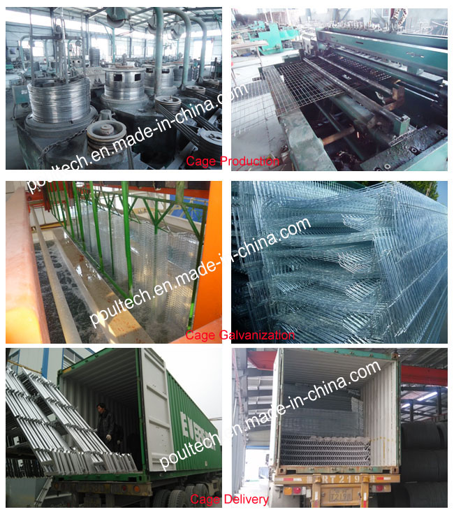 Chicken Broiler Cage System Poultry Farm Equipment