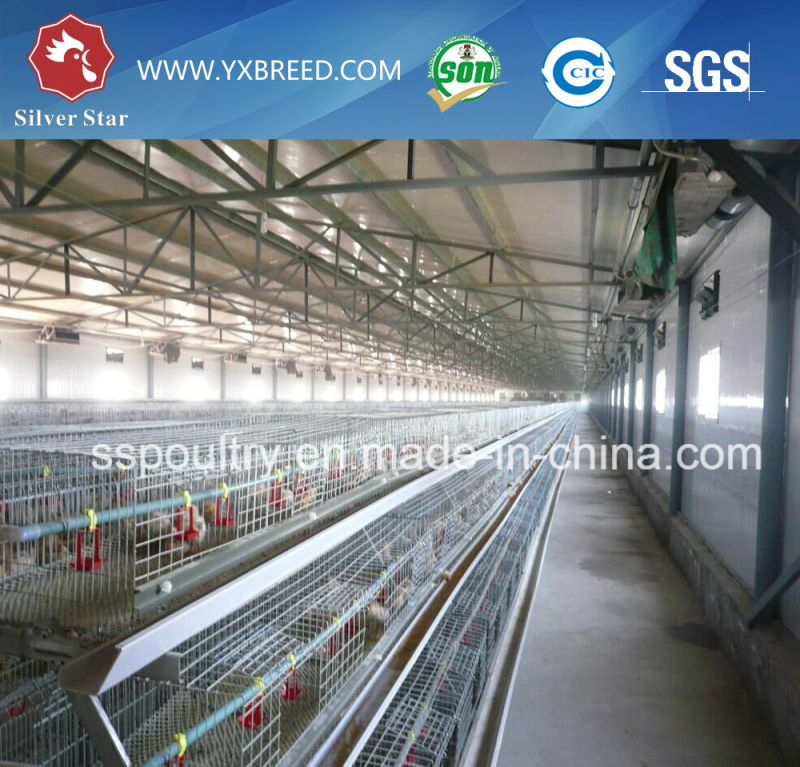 Poultry Layer Cage