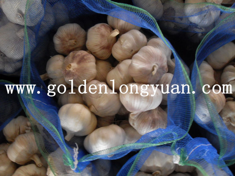 Jinxiang Factory Supply Fresh New Crop Garlic