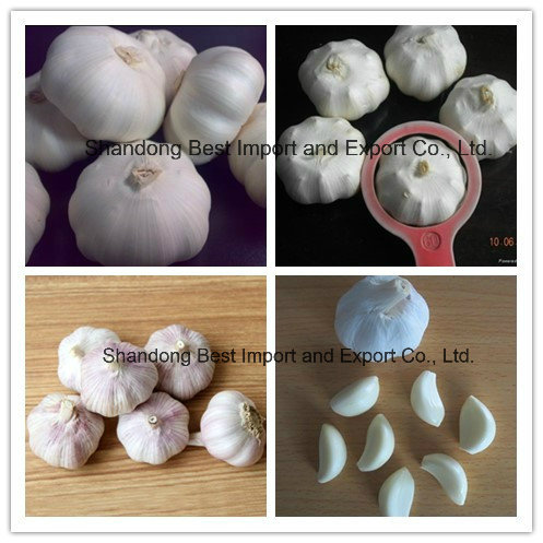 Fresh Pure White Garlic 4.5-6.5cm