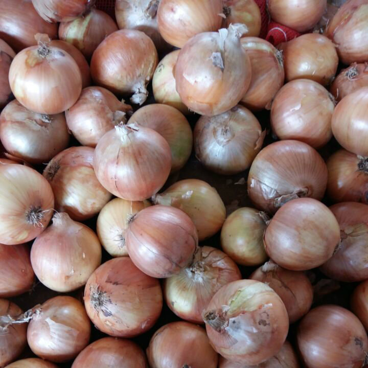 Good Quality of Chinese Fresh Yellow Onion (5-7cm)