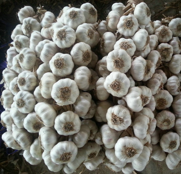 2016 Crop Garlic