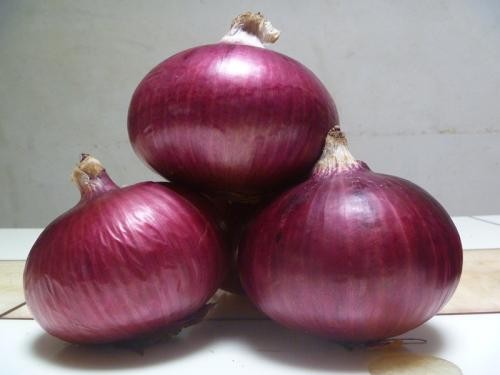 Quality fresh onion vegetables new crop for wholesale