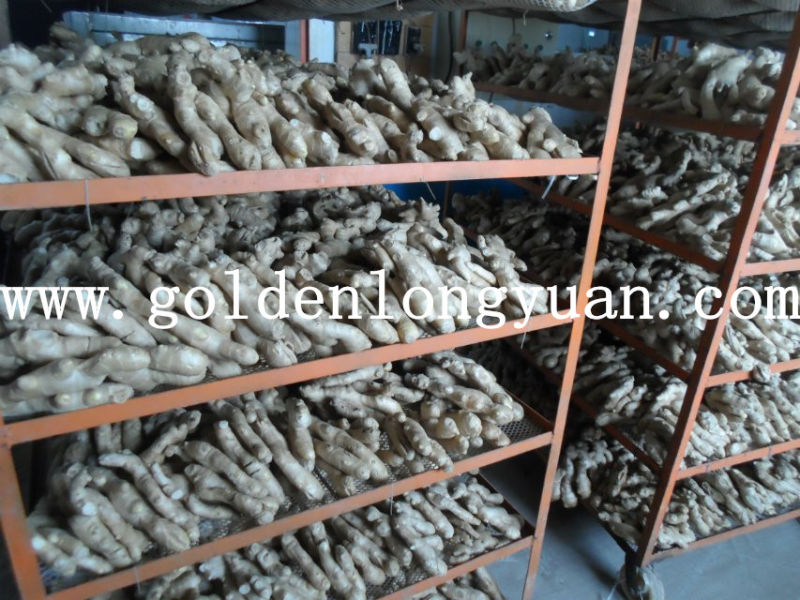 Whole Air Dry Ginger From Shandong