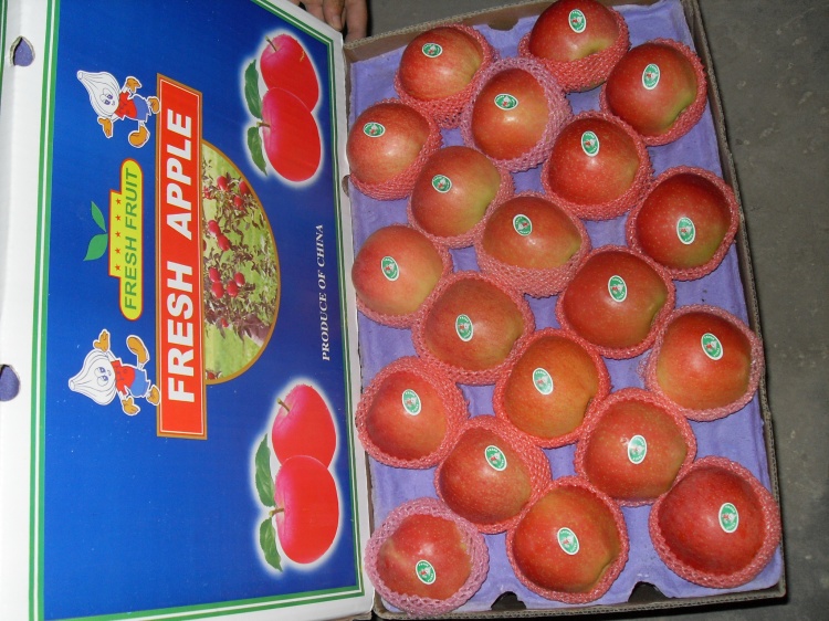 Fresh Gala Apple Export to Bangladesh in 20kg Carton (150-216#)