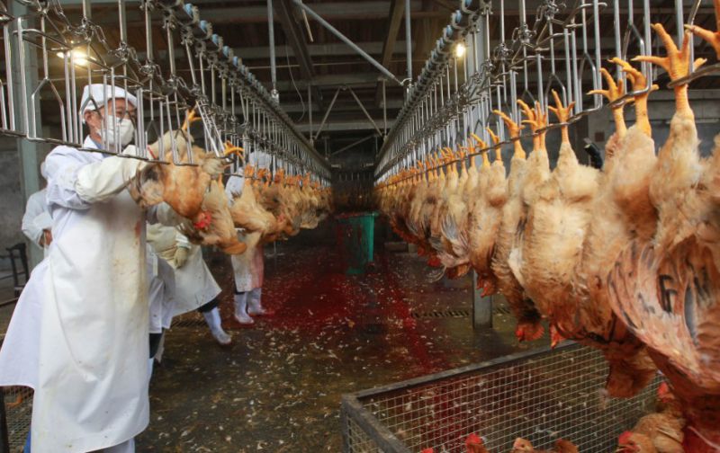 Chicken Slaughter Machine From China