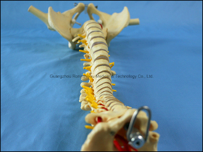 Classic Flexible Spine Skeleton Model with Femur Heads