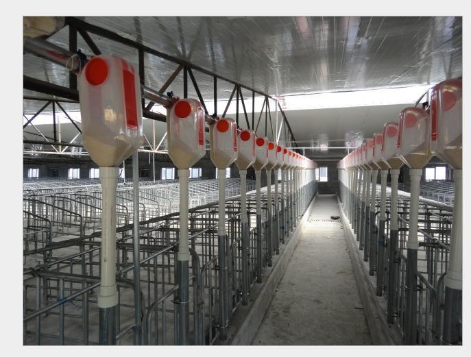 Farming High Quality Automatic Pig Feeding System