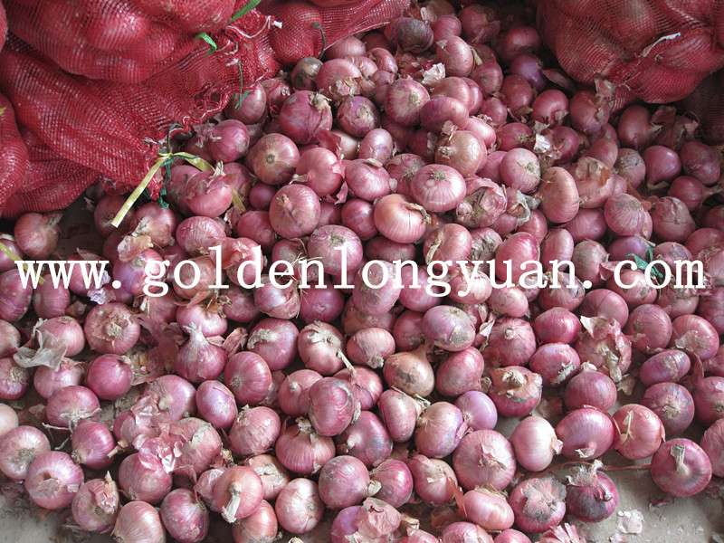 2016 Hot Sale High Quality Fresh Red Onion