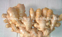 Changyi High Quality Fresh Ginger