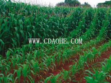 Liquid Organic Fertilizer of Humic Acid+Amino Acid+Trace Element (nutrition fertilizer)