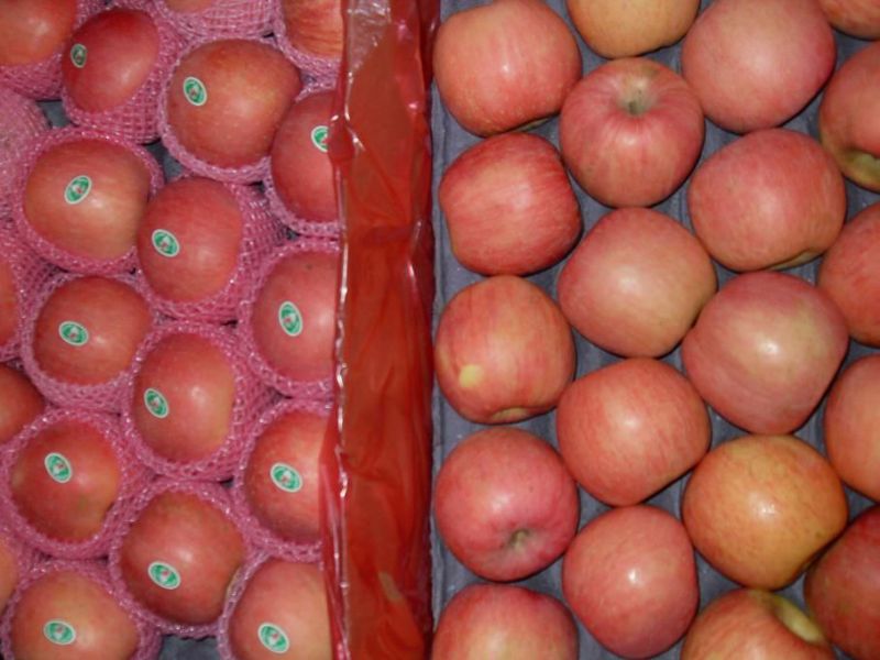 Golden Supplier of Fresh Red FUJI Apple