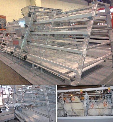 a Frame Layer Battery Cage System with Manure Belt