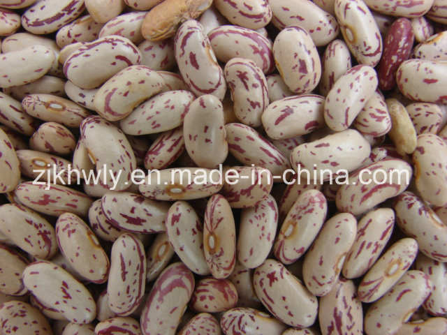 Light Speckled Kidney Beans (LONG SHAPE)