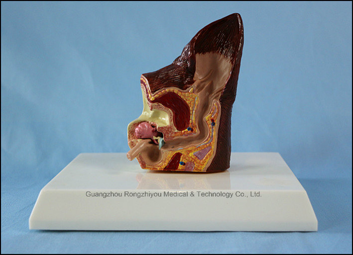 Desk Type Model Dog Ear Model Canine Organs Model