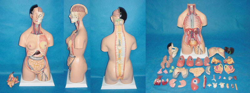 Multi Gender Medical Care Anatomical Human Body Torso